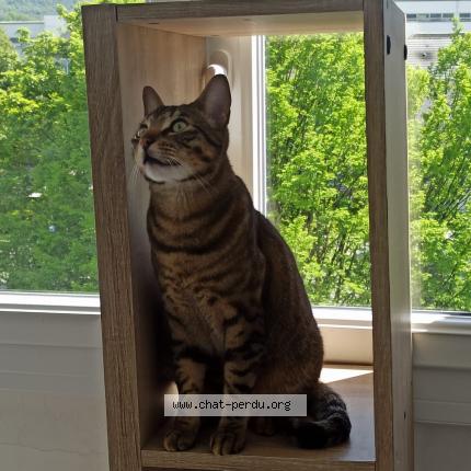 Photo 1/1 Wookie Chat lost in Genille