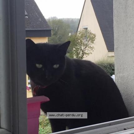 Photo 1/1 Gribouille Chat lost in Guerlesquin