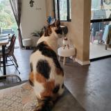 Picture of cat lost at Les Taillades