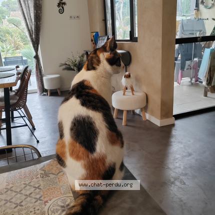 Photo 1/1 Mimi ou minette Chat lost in Les taillades