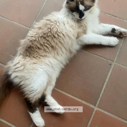 Photo 1/1 rio Chat lost in Flourens