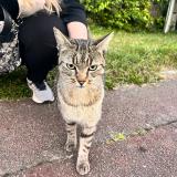 Picture of cat found at Coignieres