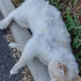 Picture of cat found at Montbeton
