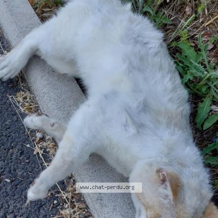 Photo 1/1 Found cat Found in Montbeton