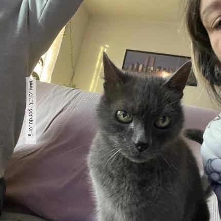 Photo 1/2 Kiki Chat lost in Forcalqueiret