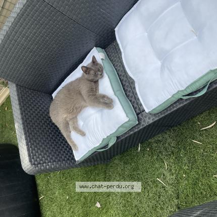 Photo 2/2 Kiki Chat lost in Forcalqueiret