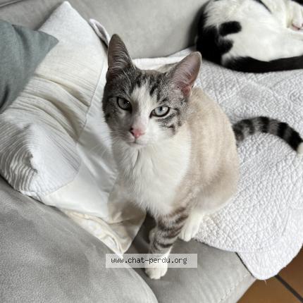 Photo 1/1 Pie Chat lost in Plouvien