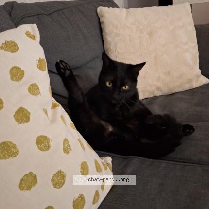 Photo 1/1 Rosie Chat lost in Angouleme