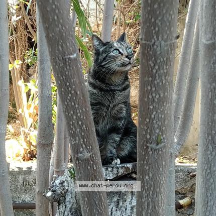 Photo 1/1 Chi Chat lost in Nice