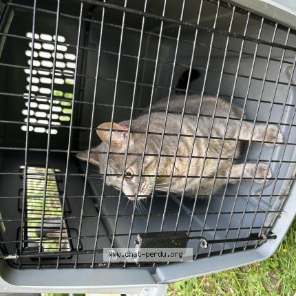 Photo 1/1 Found cat Found in Verberie