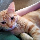 Picture of cat lost at Saint Nazaire