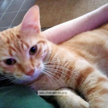 Photo 1/1 Mikki Chat lost in Saint nazaire