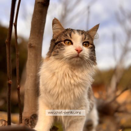 Photo 1/1 Paulette Chat lost in La crau