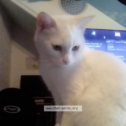 Photo 1/1 Muriel Tessonneau Chat lost in Entrevaux