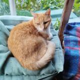 Picture of cat found at 40800 Aire Sur L Adour