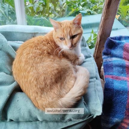 Photo 1/1 Found cat Found in 40800 aire sur l adour