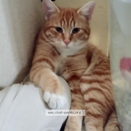 Photo 1/1 César Chat lost in Vallieres sur fier