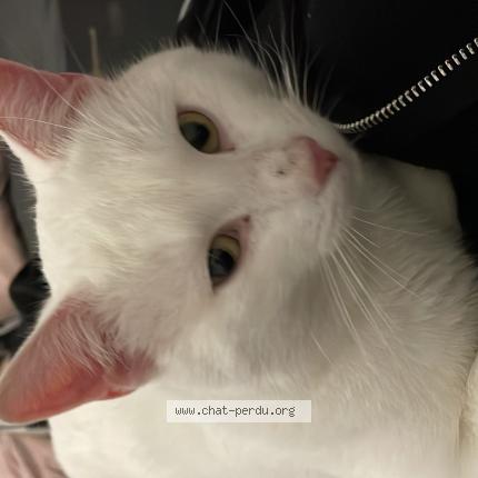 Photo 1/1 Snow Chat lost in Vuadens