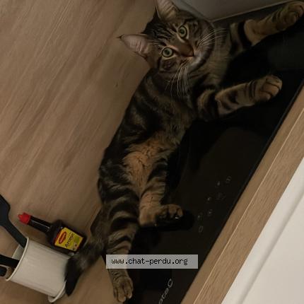 Photo 1/1 Razmo Chat lost in Sete