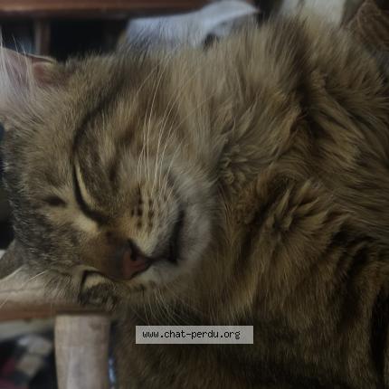 Photo 1/1 Reunited cat Lost in La Crau
