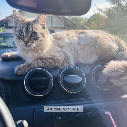 Photo 1/1 Bonnie Chat lost in Briscous