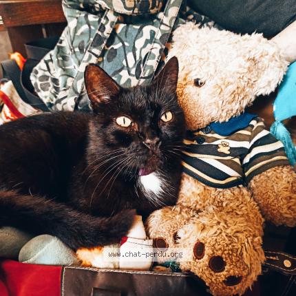 Photo 1/1 Sheitan Chat lost in Colomiers