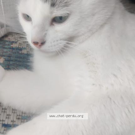 Photo 1/1 Moka Chat lost in Bourg en bresse