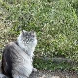 Picture of cat found at Tours