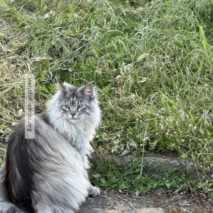 Photo 1/1 Found cat Found in Tours