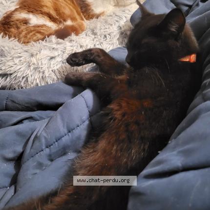 Photo 1/1 enzo Siragusa Chat lost in Brigueil le chantre