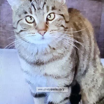 Photo 1/5 Simba Chat lost in Lambersart