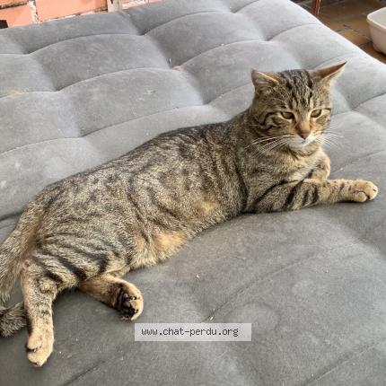 Photo 2/5 Simba Chat lost in Lambersart