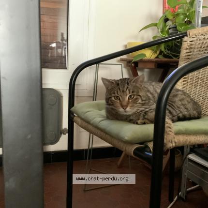 Photo 3/5 Simba Chat lost in Lambersart