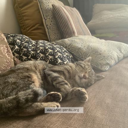 Photo 4/5 Simba Chat lost in Lambersart