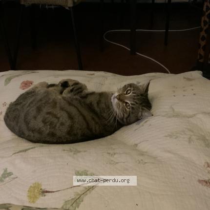 Photo 5/5 Simba Chat lost in Lambersart