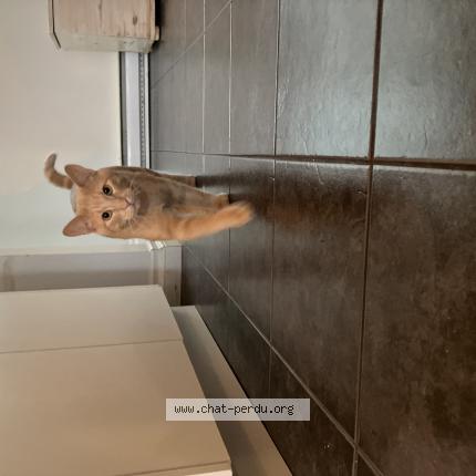 Photo 1/1 Latté Chat lost in Trois rivieres