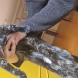 Picture of cat found at Les Ponts De Ce