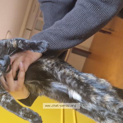 Photo 1/1 Found cat Found in Les ponts de ce