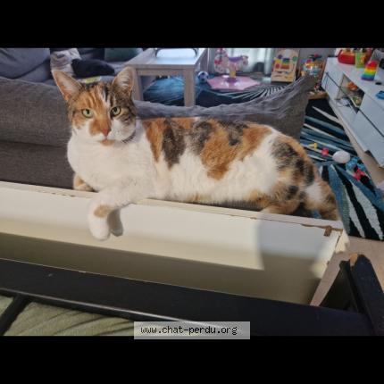 Photo 1/1 Minnie Chat lost in Les damps