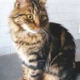 Picture of cat lost at Marseille