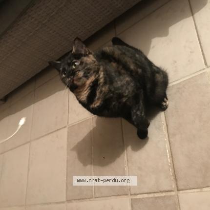 Photo 1/1 Cannelle Chat lost in Bussy saint georges