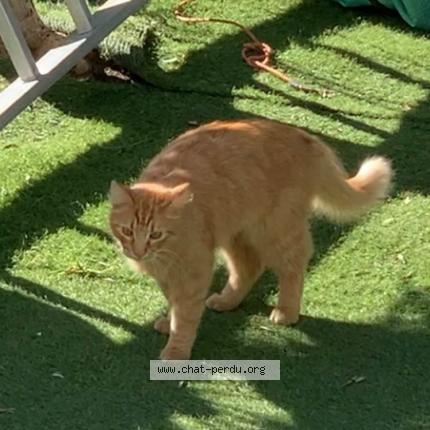 Photo 1/1 Cat reunited Lost in Nice