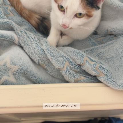 Photo 1/1 Nalla Chat lost in Dieuze