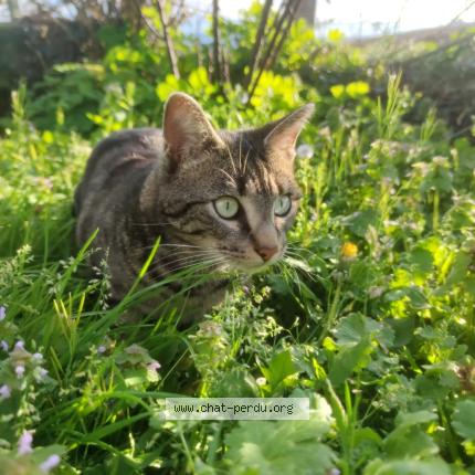 Photo 1/1 Tao Chat lost in Donzenac