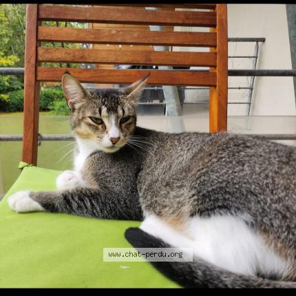 Photo 1/1 Encelade Chat lost in Seignosse