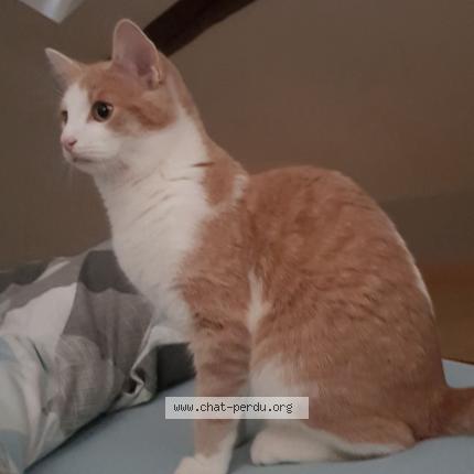 Photo 1/1 Oliver Chat lost in Rossignol