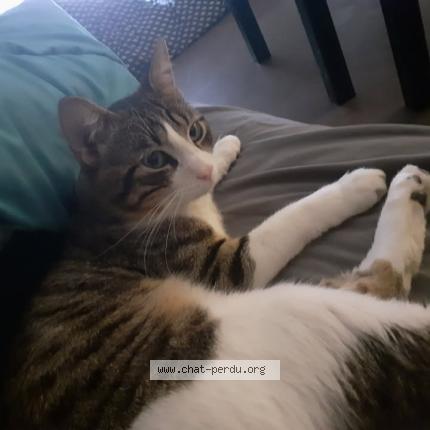 Photo 1/1 Balou Chat lost in Nimes