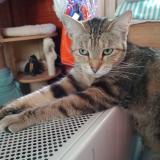 Picture of cat lost at St Hilaire