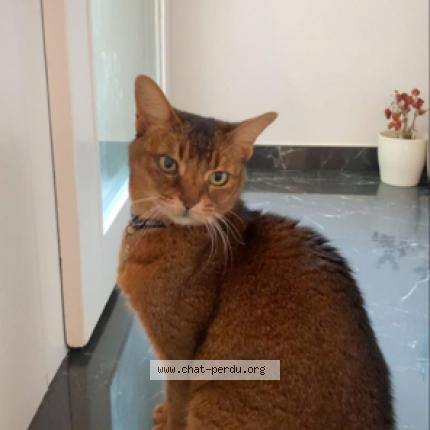 Photo 1/1 CHIPIE Chat lost in Plan les ouates ge