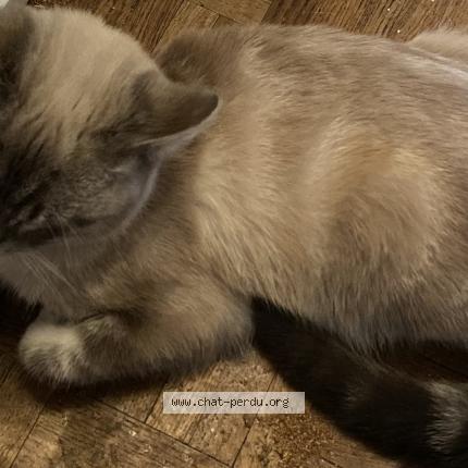 Photo 1/1 FALKORE Chat lost in Meaux